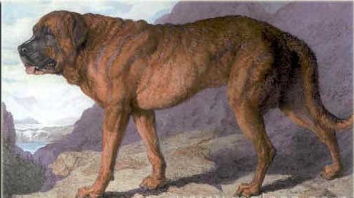 Painting of the Alpine Mastiff painted by Edwin Landseer in 1815