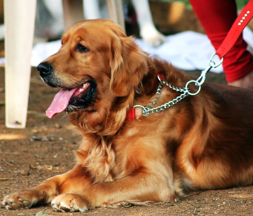 Golden Retriever image hosted online