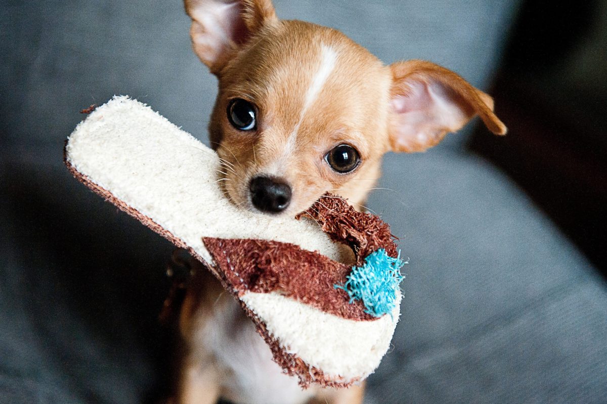 Chihuahua with a sandle in its mouth hosted online