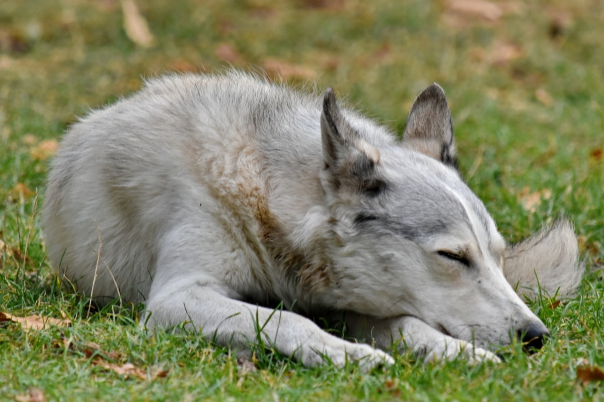 sleeping Husky image hosted online