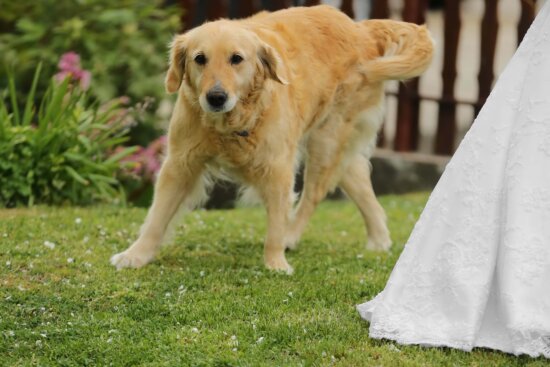 playful Labrador Retriever