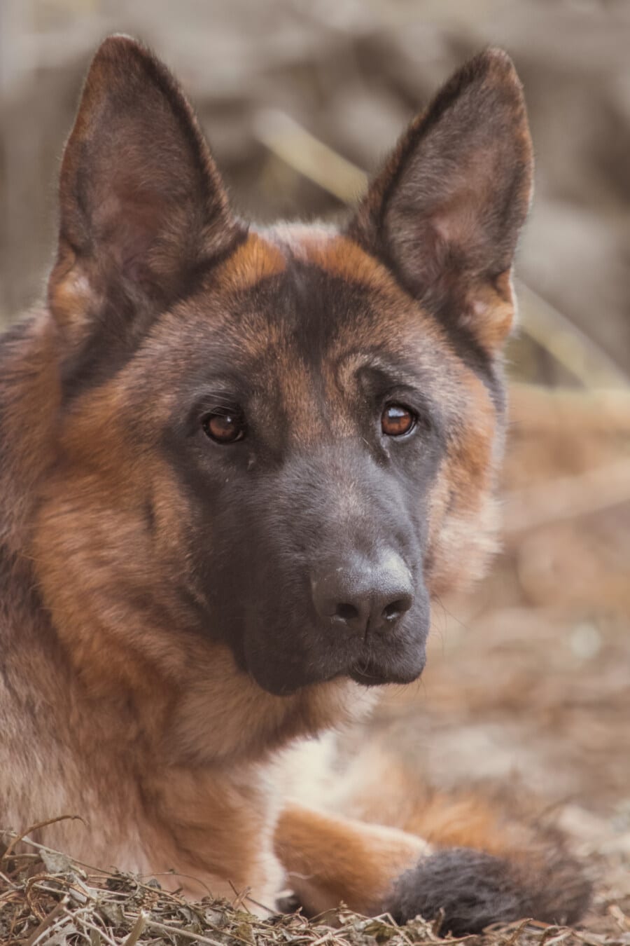 German shepherd staring into the camera