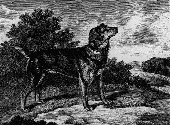 A painting of the old Black and Tan Terrier