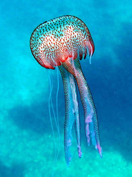 A colorful pelagia noctiluna swimming away