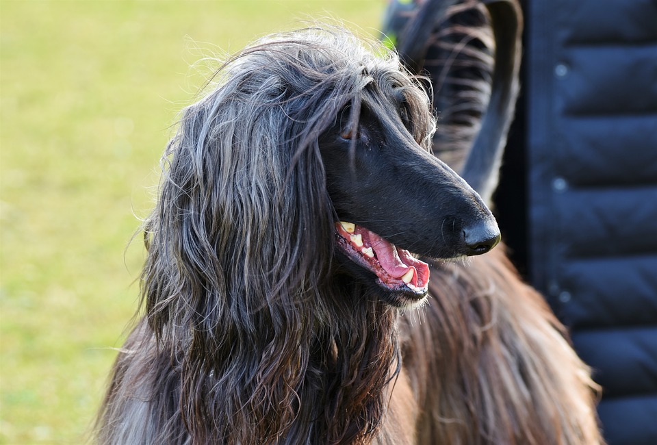 An Afghan Hound looking to its right