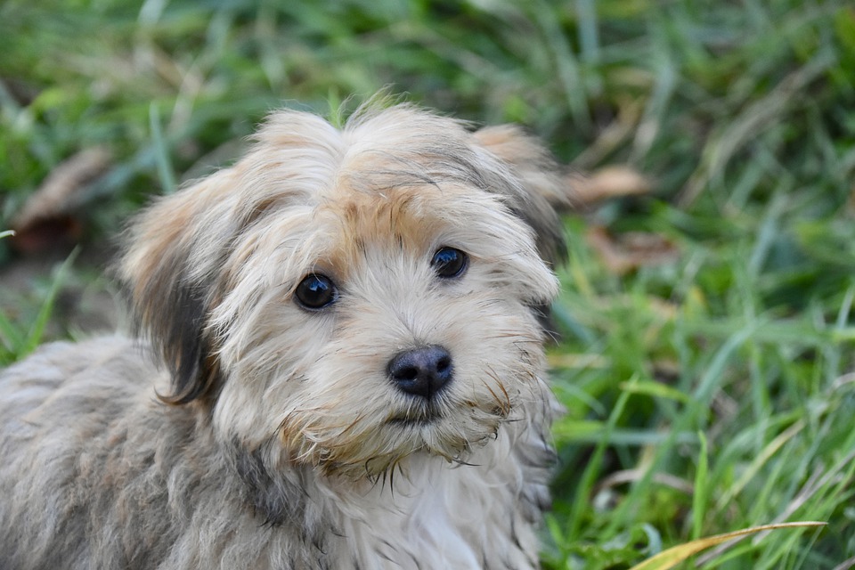 A young Havanese dog looking beyond the camera